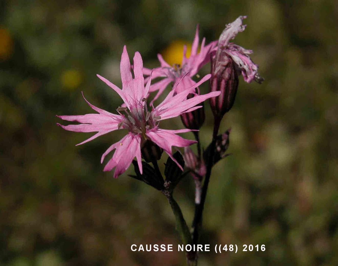 Ragged Robin